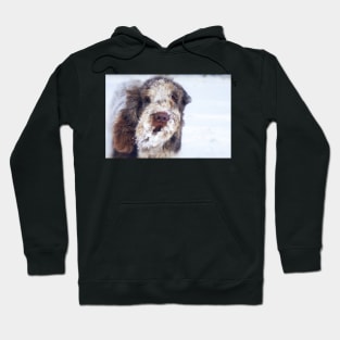 Snow Beard Spinone Hoodie